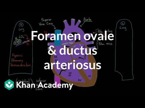 Foramen ovale and ductus arteriosus | Circulatory system physiology | NCLEX-RN | Khan Academy