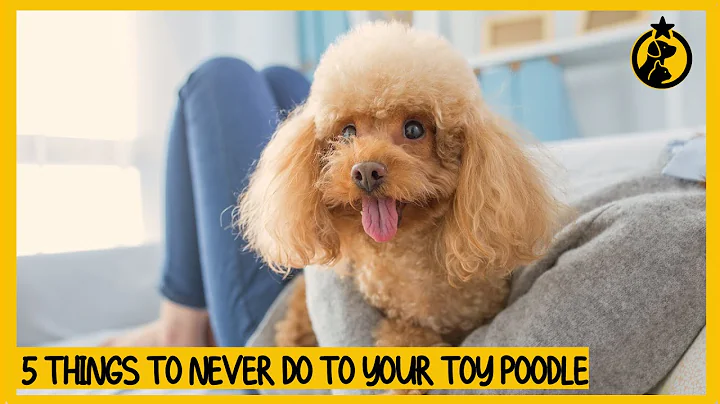 5 Things You Must Never Do to Your Toy Poodle - DayDayNews