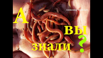 Где как разводить навозных червей в домашних условиях на даче для рыбалки бизнес идеи