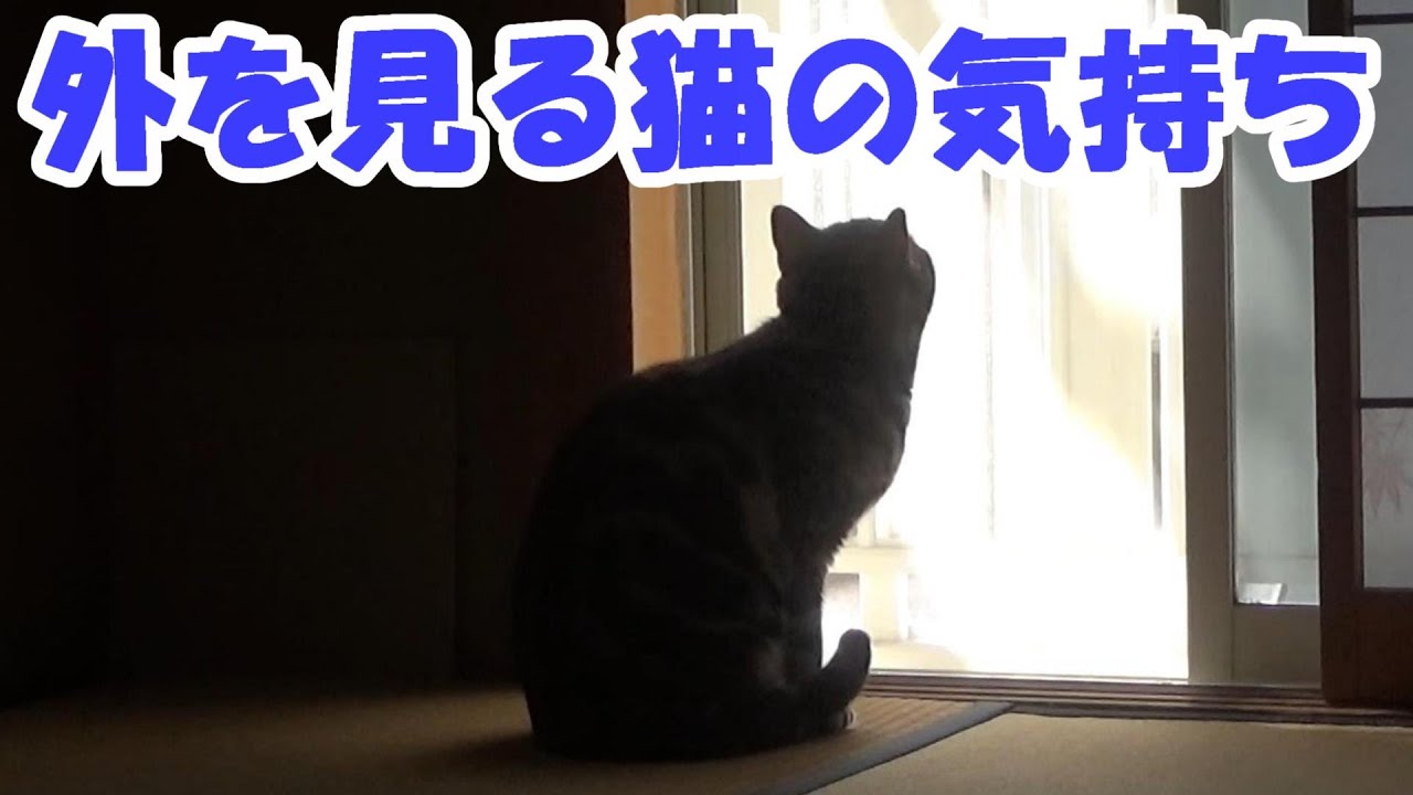 外を見る猫の気持ち ちょっと猫雑学 Youtube 外を見る猫の気持ち ちょっと猫雑学 Youtube
