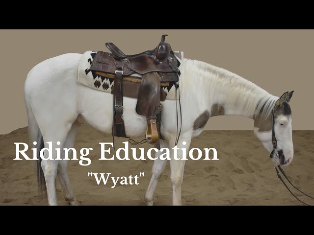 JDH Hustle N Flo - "Wyatt" Reg APHA 2020 Gelding - Riding Education