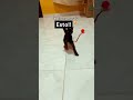 Mi gato no deja de jugar con esto 😳