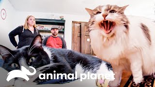 Dois gatos não 'deixam' que seus donos recebam visitas | Meu Gato Endiabrado | Animal Planet Brasil