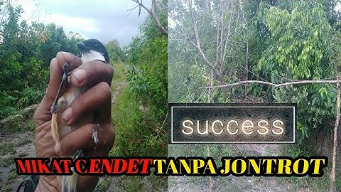 MEMIKAT CENDET LIAR TANPA JONTROT  #Village Bird