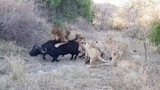 Male lion to the rescue to help his pride