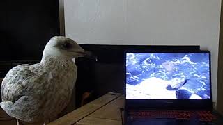 Home schooling  Herring Gull.