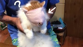 【パニック】大暴れ‼️猫マスク　 爪切り