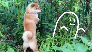 見えない敵とたたかう柴犬