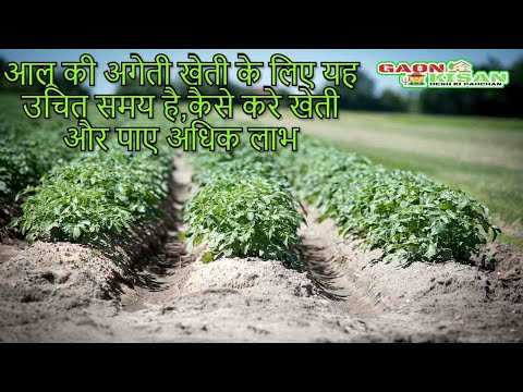 वीडियो: क्या आपने कीवी आलू उगाने की कोशिश की है?