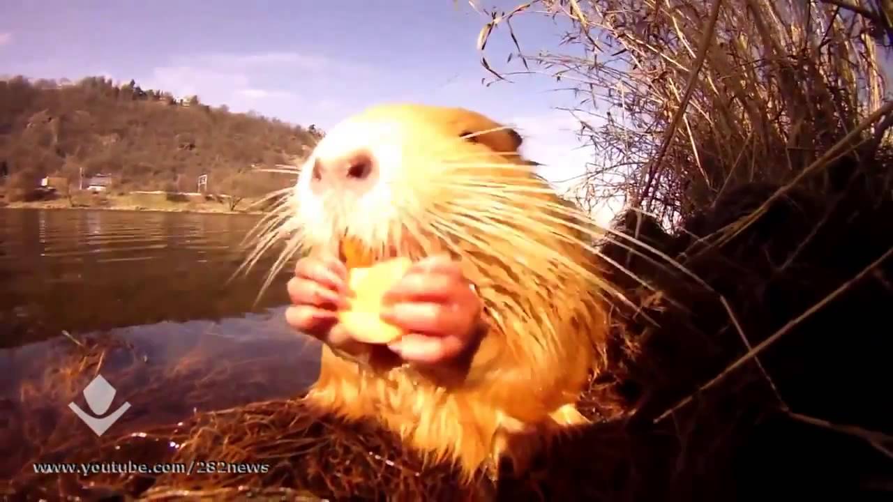 Доверчивая нутрия Feeding nutria