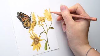 1 hour HYPER REALISTIC Colored Pencil RELAXING Drawing Timelapses | 80+ realtime hrs