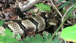 Timber Rattlesnake - Brown County State Park