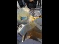 LIVE Rolling Sticky Rice Dessert With Sweet Bean Paste China Street Food In Action POV LIVE Rolling Sticky Rice Dessert With Sweet Bean Paste China Street Food In Action POV