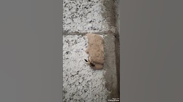 سورة النحل سورة مكية ما عدا الآيات 126: 128 فمدنية، وهي من المئين، آياتها 128، وترتيبها في المصحف 16