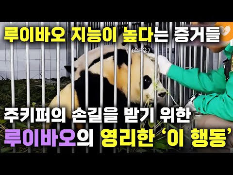 루이바오 <strong>지능이</strong> 높다는 증거들 🐼 강바오의 손길을 받기 위한 루이바오의 영리한 &amp;#39;이 행동&amp;#39;