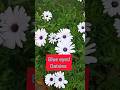 How to grow blue eyed daisies ||##gardening #trendingshorts