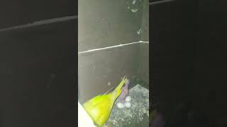 Breeding Progress In Birds Aviary