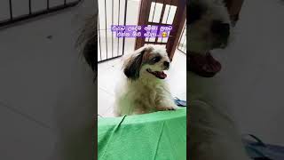       ytshorts trendingshorts viralshort foryou dogshorts