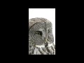 Baby great gray owl sounds #shorts
