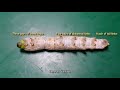 How to dissect silkworms