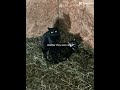 I love them!#goats#cats#horses#