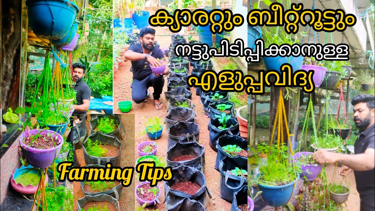 ക്യാരറ്റും ബീറ്റ്റൂട്ടും നട്ടു പിടിപ്പിക്കാനുള്ള എളുപ്പ വിദ്യ Carrot Beetroot Farming Tips Malayalam