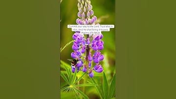 Commit your way to the Lord, Trust also in Him, And He shall bring it to pass.”‭‭Psalms‬ ‭37‬:‭5‬