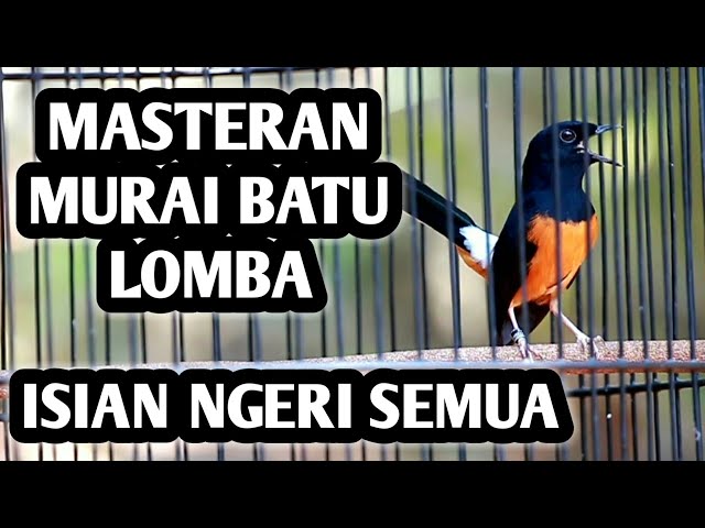 MASTERAN MURAI BATU FULL ISIAN TEMBAKAN MEWAH, CILILIN KENARI GEREJA CUNGKOK CIGUN LOVEBIRD KATEM class=