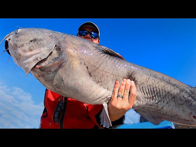 Big Catfish on a $30 Walmart Fishing Reel 
