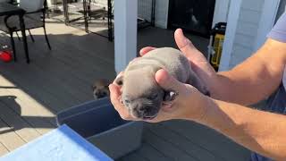 Crazy Pricing French Bulldogs