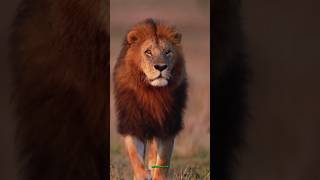 lion the before moment cooked #shortvideo #youtubeshorts #ytshorts #trendingvideo #attitude #short