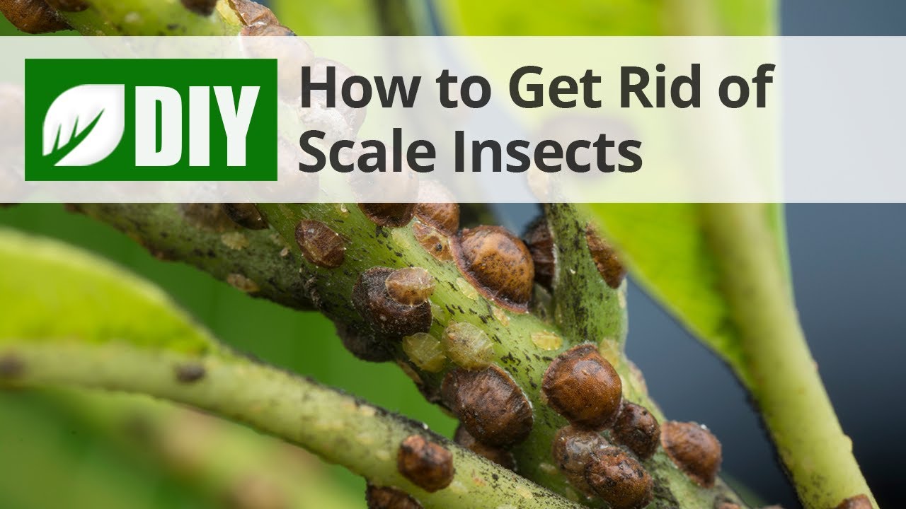 How to Get Rid of Scale on Plants