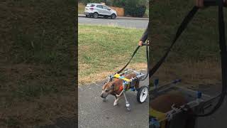 Dog wheelchair 4 wheels