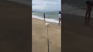 Dog Run Away from a Wave by the Shore
