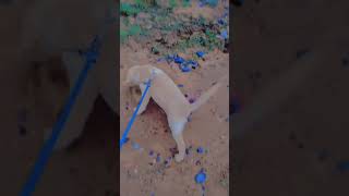 my cherry🔥#subscribe #doglove #shortsviral #viralchallenge#viralreels#shortnews #digitaltrend