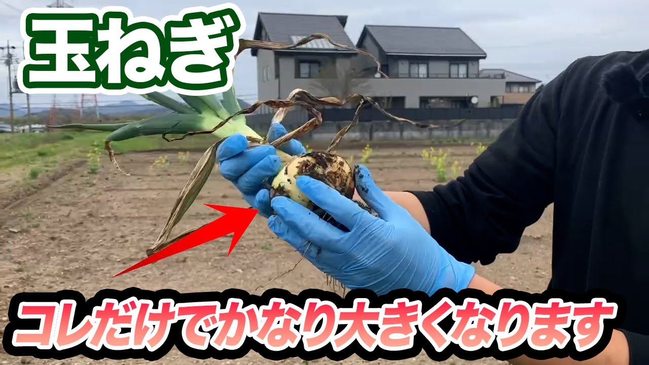 Onions] I did this and got some incredibly large, beautiful onions