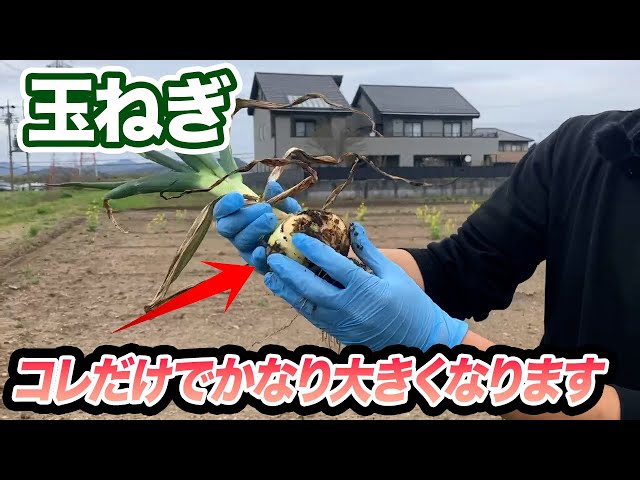 ✽onion農家✽玉ねぎ様 Onions] I did this and got some incredibly large, beautiful onions