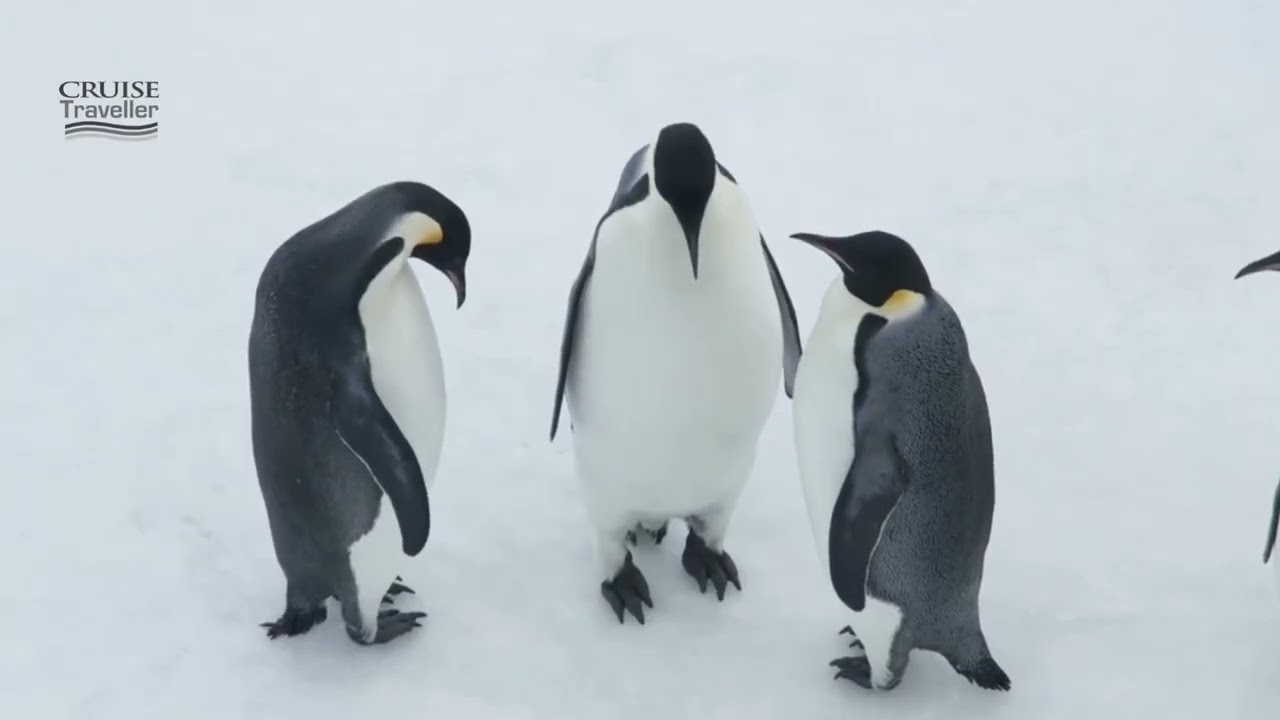 The Ross Sea - Antarctica - ex New Zealand or Australia - Heritage Expeditions & Cruise Traveller