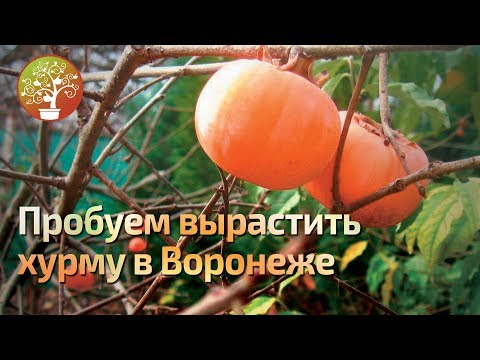 Вопрос: Как вырастить в условиях черноземья хурму?