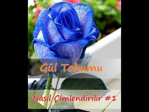 Gül Tohumu Çimlendirme Nasıl Ekilir #1