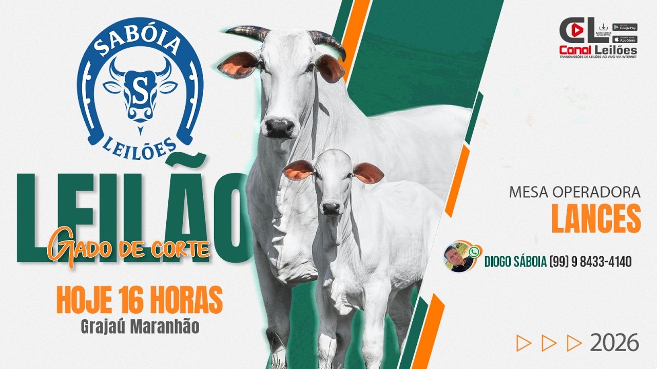 Canalleiloes.com | LEILÃO GADO DE CORTE SABÓIA LEILÕES | GRAJÁU-MA  19/02/2026