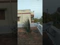 Amazing peacock dancing in terrace #peacock #peacockdance