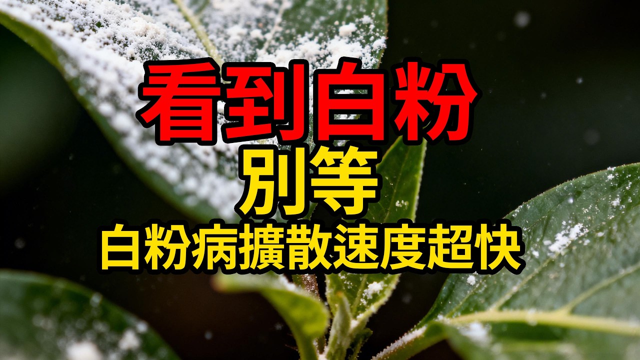 看到白粉別等！白粉病擴散速度超快