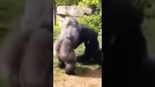 Monkey fight