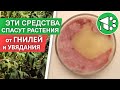 Фузариозное увядание (ФУЗАРИОЗ) и корневая гниль томатов, огурца и не только | РЕШЕНИЕ ПРОБЛЕМЫ