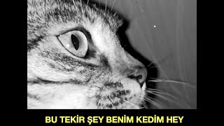BU TEKİR ŞEY BENİM KEDİM - TÜRKÇE ALTYAZILI