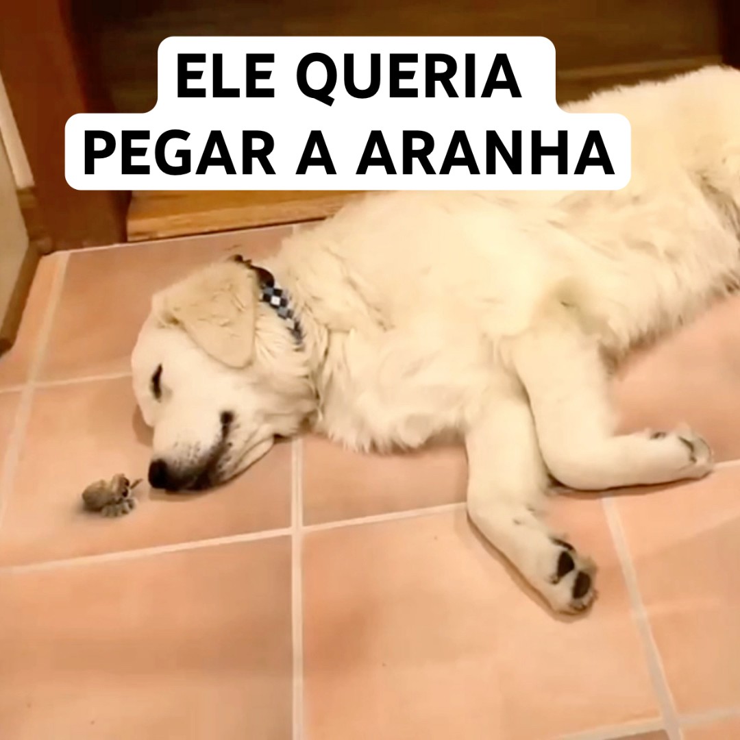 O CACHORRO CORREU ATRÁS DA ARANHA #shorts