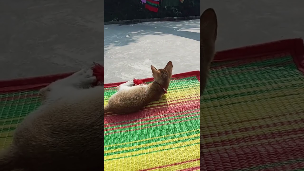 Real Cats Playing, pet cats, pets animals