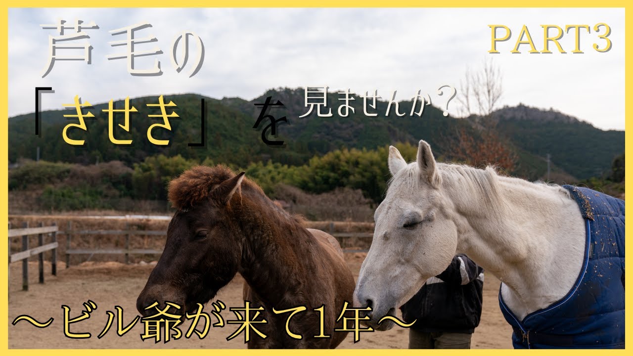 芦毛の「きせき」をみませんか？Part3 〜ビル爺がトイトイにきて1年〜
