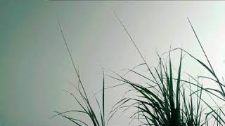 GADIS PETUALANG Musik By Ungu - Indonesiaku